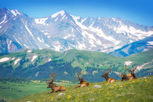 Safe Hiking in the Alps: What to Do if You Encounter Wildlife